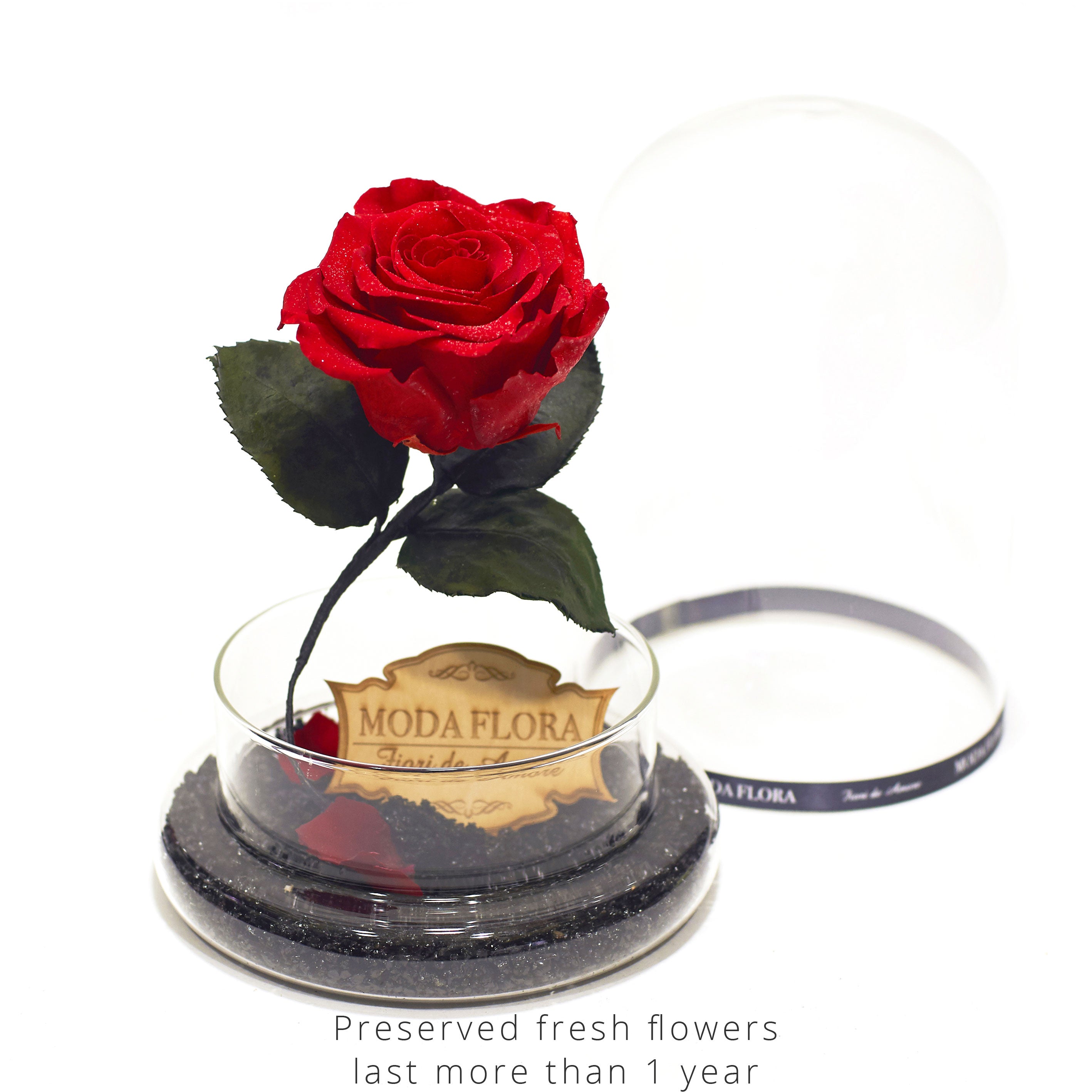 Empress Beauty (With Diamond Powder) - MODA FLORA