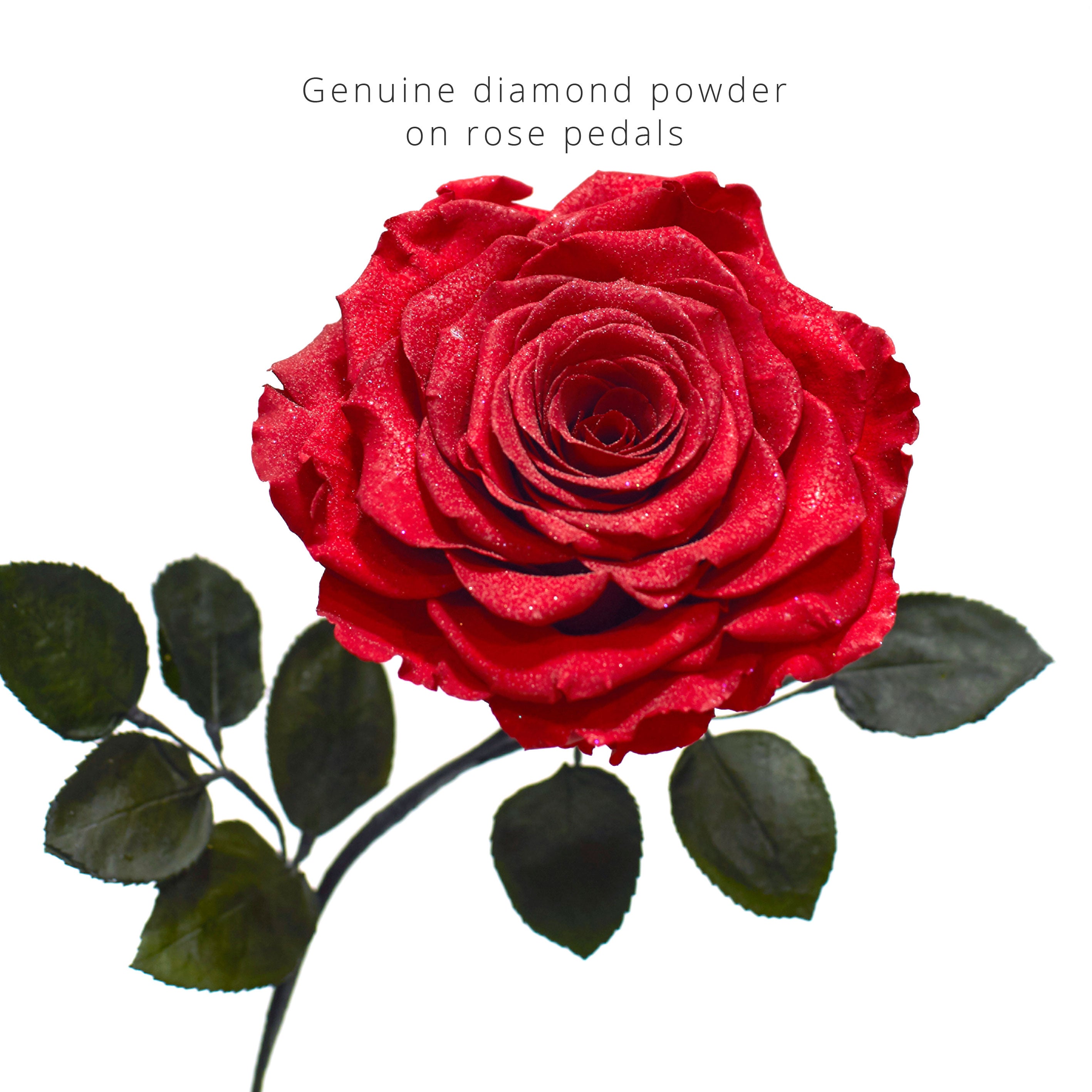 The GRAND BEAUTY (With Diamond Powder) - MODA FLORA