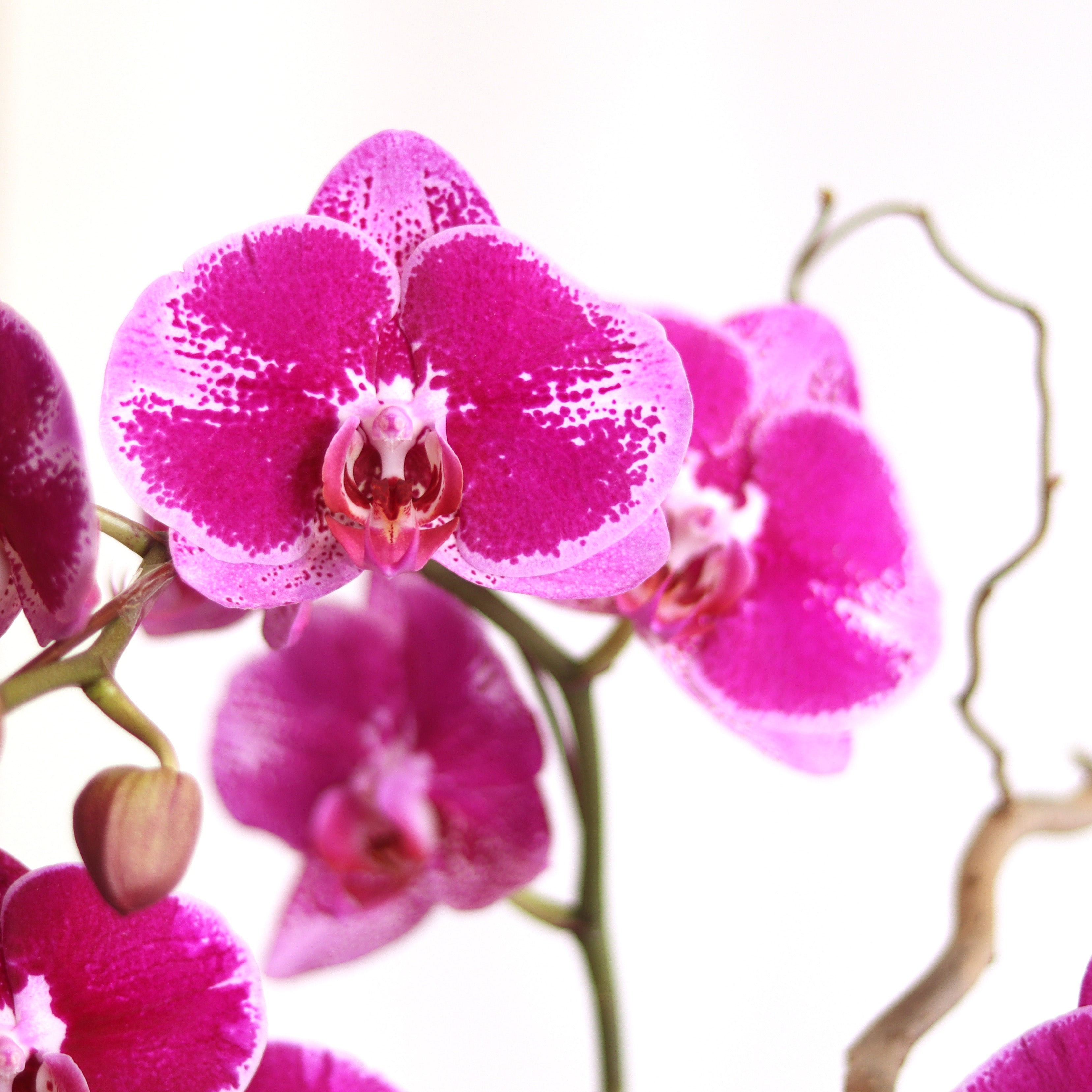 Orchid Elegance (4 Stems) no Ko