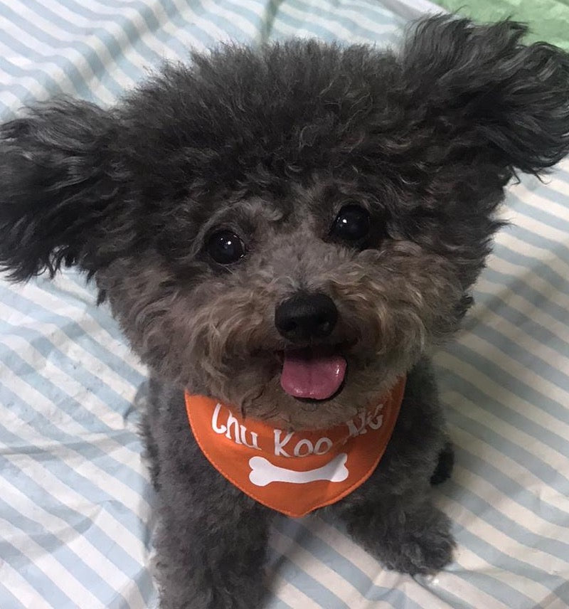 Pet Bandana