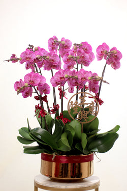 Orchid of success (3/4/5/6/8/9/10 Stems)