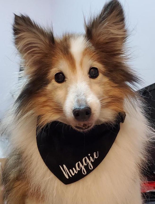 Pet Bandana