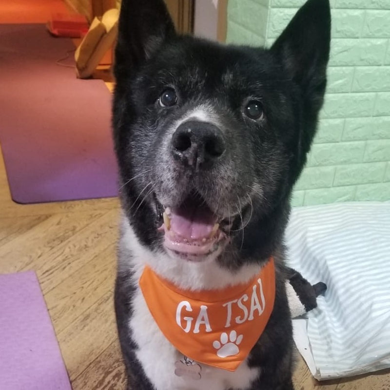 Pet Bandana